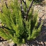 Erica arborea Feuille