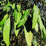 Viburnum rhytidophyllumLeaf