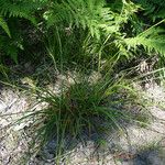 Carex laevigata Habitus