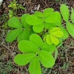 Cassia obtusifolia Leaf