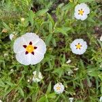 Cistus ladanifer 花