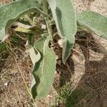 Verbascum niveum Leaf