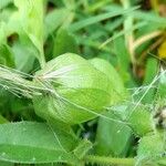 Physalis viscosa Frucht