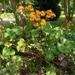 Ligularia dentata Habit