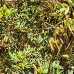Indigofera arrecta Folha