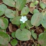 Evolvulus nummularius Flower