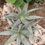 Aloe ferox Folha