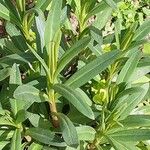 Lysimachia ephemerum Feuille