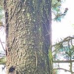 Pinus heldreichii Casca