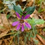 Cuphea strigulosa Flor