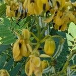 Senna marilandica फूल