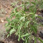 Psorospermum glaberrimum Habit