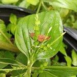 Spigelia anthelmia Blüte