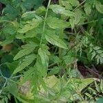 Cardamine impatiens Leaf