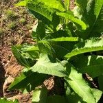 Inula helenium Blad