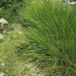 Achnatherum calamagrostis Агульны выгляд