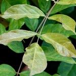 Wisteria frutescens Leaf