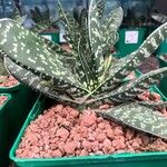 Gasteria obliqua Leaf