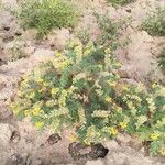 Solanum rostratum Natur