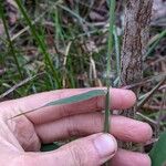 Melinis minutiflora Bark