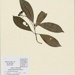 Rudgea stipulacea Fruit