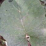 Arctium tomentosum पत्ता