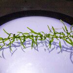 Elodea nuttallii Hoja