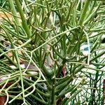 Euphorbia tirucalli Frunză
