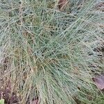 Festuca glauca Blad