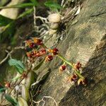 Bulbophyllum falcatum Habitus