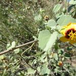 Abutilon incanum 形態