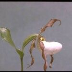 Cypripedium montanum Fleur