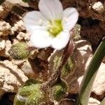 Cerastium dichotomum Flower