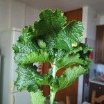 Brassica juncea পাতা