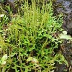 Selaginella helvetica ഇല