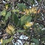 Dendrophthoe falcata Flower