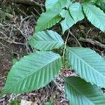 Fagus grandifoliaপাতা