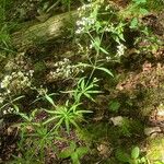 Galium aristatum Характер