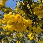 Sophora denudata Blomst