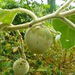 Solanum wrightii Frucht
