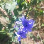 Cichorium endiviaFlower