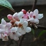 Viburnum × bodnantense Bloem