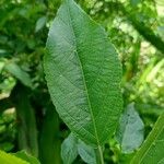 Acalypha emirnensis Frunză