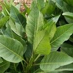 Atropa baetica Hoja