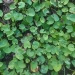 Centella asiatica Fuelha