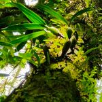 Bulbophyllum variegatum Hoja