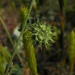 Medicago rigidula Mbuma