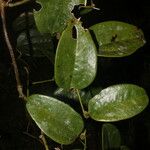 Smilax panamensis 叶