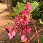 Begonia heracleifolia Blodyn