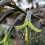Puya mirabilis Flower